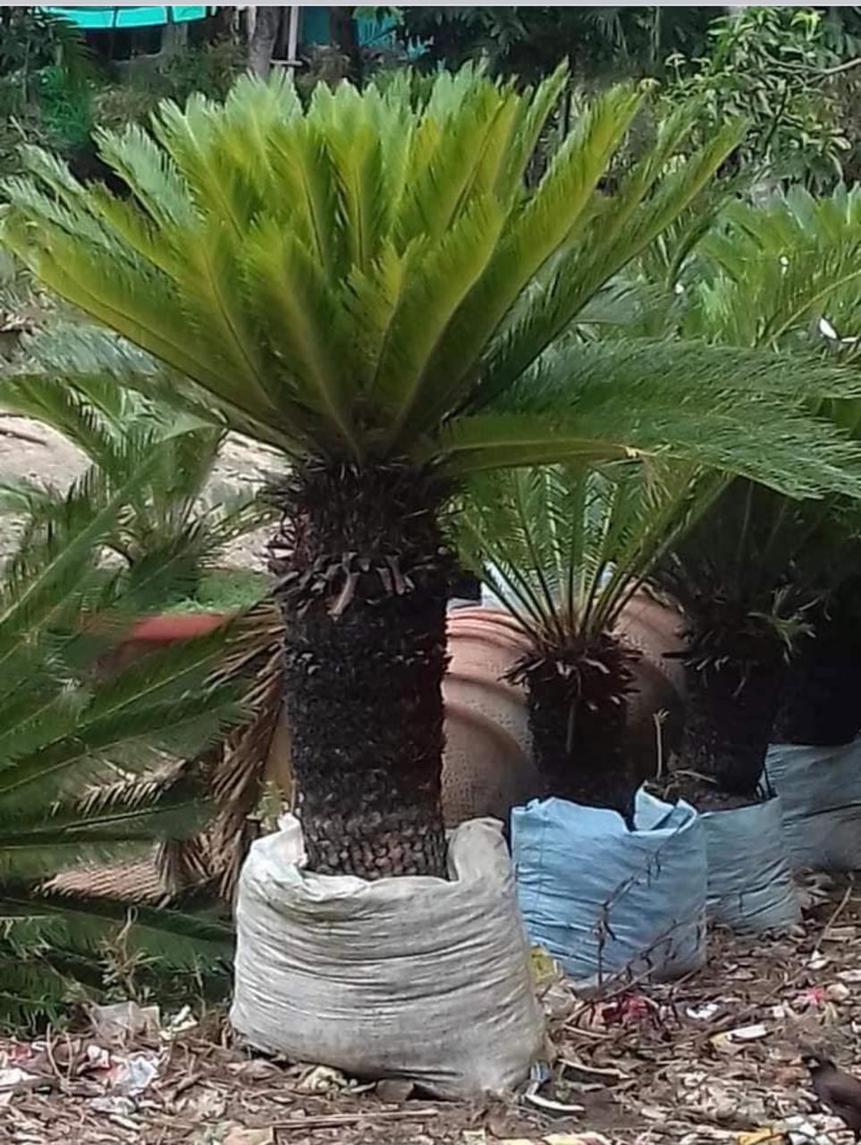 Exotic plants by Total Green Solutions — photo 1